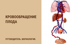 Кровообращение плода