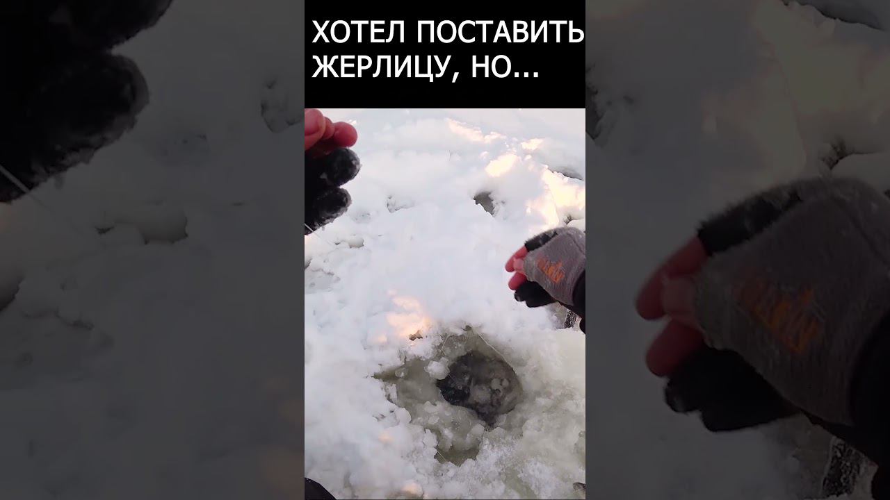 РЫБА СХОДИТ С УМА!. #shorts смотреть онлайн