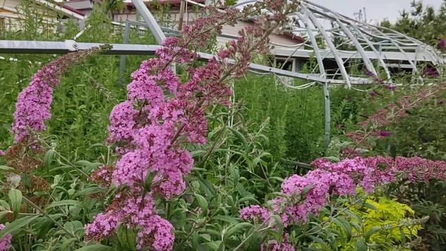 Будлея Pink Delight