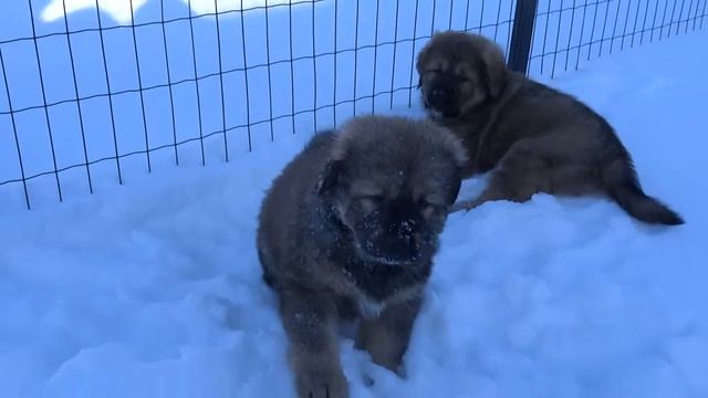 Щенки Тибетского Мастифа смотреть онлайн
