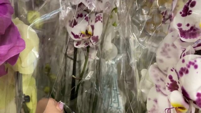 Нам привезли орхидеи в Леруа Мерлен. Аркс Рей, Скроппино, Албуфейра, Карибский закат ... смотреть онлайн
