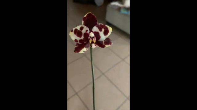 Ajah Smelling Phal. Mituo Diamond смотреть онлайн
