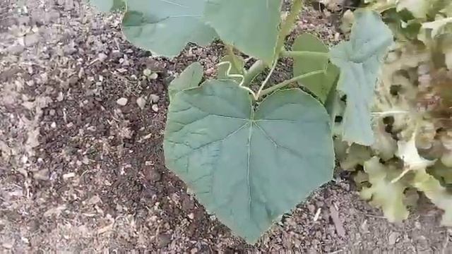 Обзор огорода 13 июня 2020 г. Часть 2 Пасынкование огурцов. Букетные тюльпаны - невероятная красота