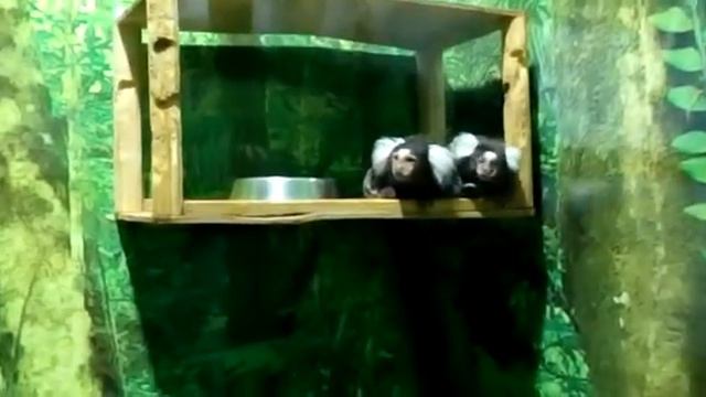 Племя чучундра смотреть онлайн