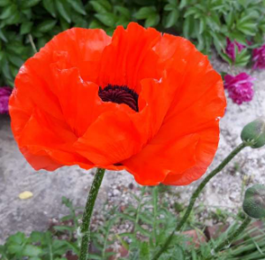 Красные маки, горькая память земли...