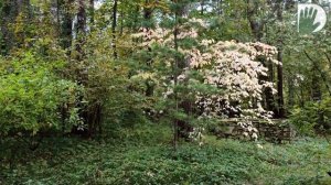 Видео журнал «Сады в отличной форме №55» Роскошная осень в саду редких растений.