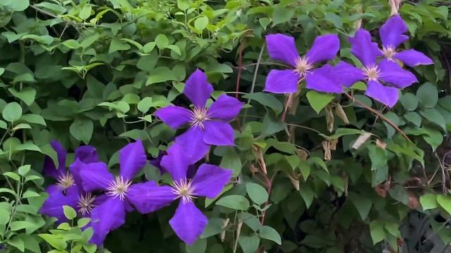 CLEMATIS JACKMANII @leniesgarden9501 смотреть онлайн