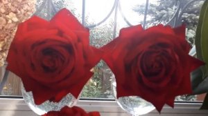 РОЗА ??? ГРАНД АМОРЕ ? СУПЕР ГРАНД АМОРЕ ? ИЛИ ОЧЕНЬ КРАСИВЫЙ БУРГУНД ????...