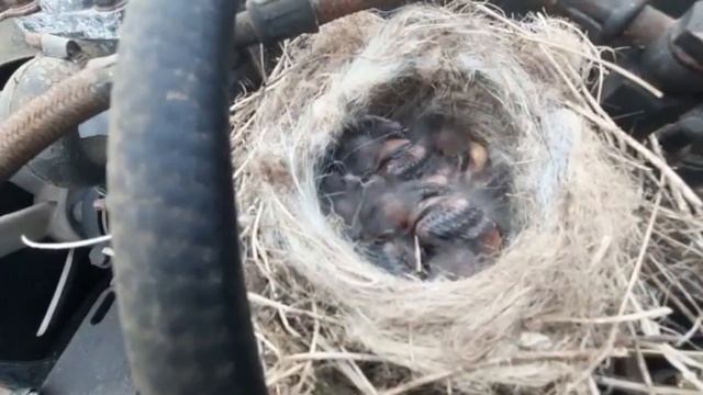 ТРАКТОР Китайское гнездо :-) смотреть онлайн