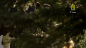 Муравьиная гора Дэвида Аттенборо/Ant Mountain by David Attenborough 4k 60 fps