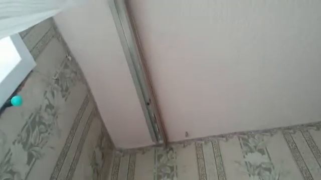 Гусеницы павлиньего глаза превратились в куколки. смотреть онлайн