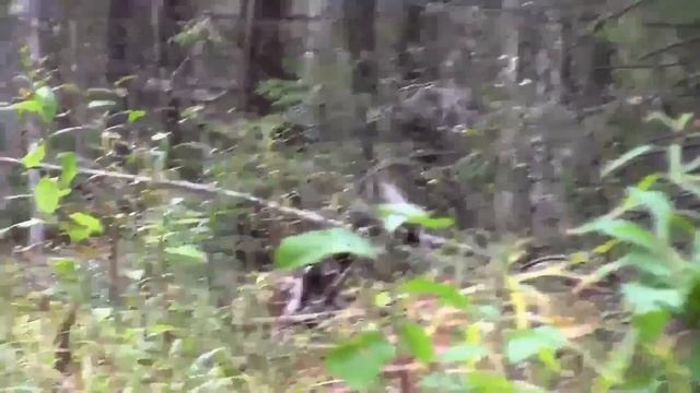 Охота на рябчика. Обучающее видео смотреть онлайн