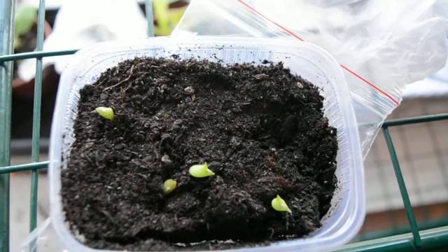 кактусы из семян ( 3 недели со дня посадки из семян) смотреть онлайн