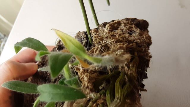 Dendrobium senile update смотреть онлайн
