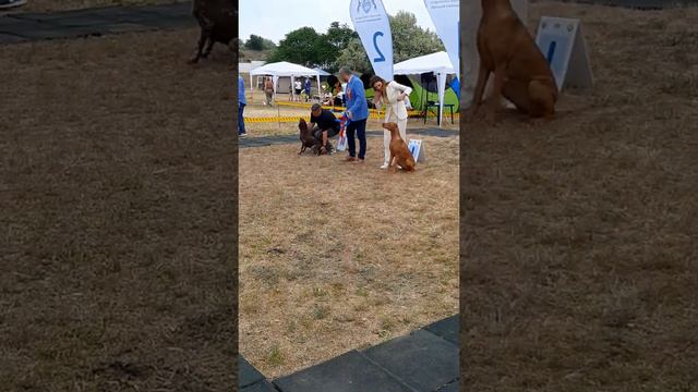 NATIONAL DOG SHOW 2️⃣0️⃣2️⃣2️⃣ | BEST GROUP 7 | ROMANIAN🇷🇴DOGS | VIZSLA HUNGARIAN-GERMAN POINTER смотреть онлайн