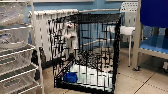 Осталось еще 2 котенка смотреть онлайн
