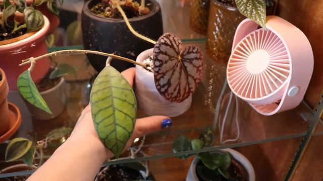 Growing 100 Tropical Plants Indoors🌿Houseplant Chores смотреть онлайн