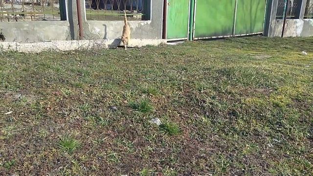 Грустные коты. Кормление бездомных кошек. До слёз смотреть онлайн