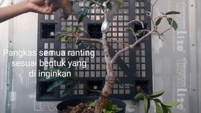 Pruning Bonsai Juwet Putih / Jamblang / Java Plum ( Syzygium Cumini) Part1