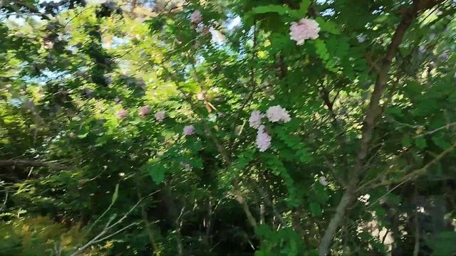 Розовая акация!!! смотреть онлайн