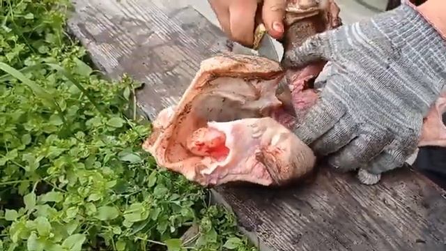 ГУБА ЛОСЯ| ДЕЛИКАТЕС, КОТОРОМУ НЕТ РАВНЫХ| Процесс приготовления. смотреть онлайн