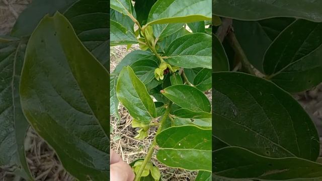 Выращивание хурмы#сад#хурма#огород#дача#огородник#грядка#дача#выращиваниехурмы#уходзасадом смотреть онлайн