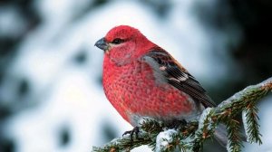 Красивое пение чечевицы (Carpodacus erythrinus)