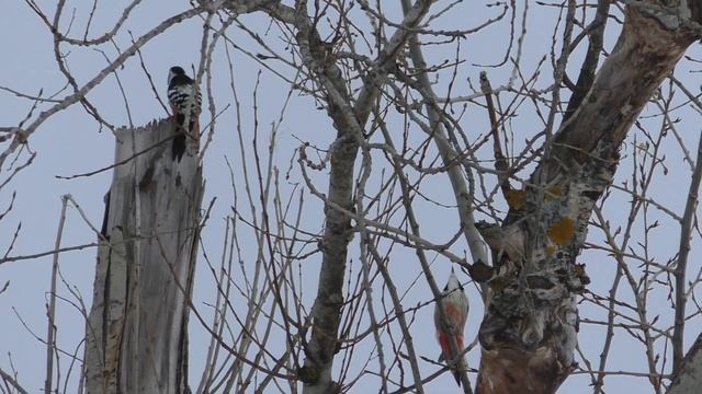 Вы слыхали,как поют...дятлы?(живой звук) смотреть онлайн