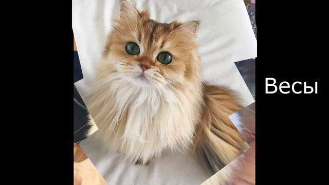 Какой ты котик по Знаку зодиака? смотреть онлайн