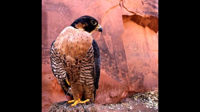 The Falconry Podcast: Episode 008 Raising an imprint falcon смотреть онлайн