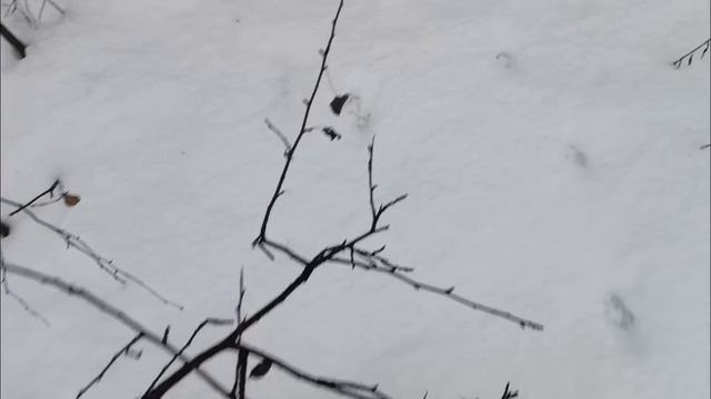ТРОПЛЕНИЕ КУНИЦЫ/ ОХОТА НА КУНИЦУ С ЛАЙКОЙ/ смотреть онлайн