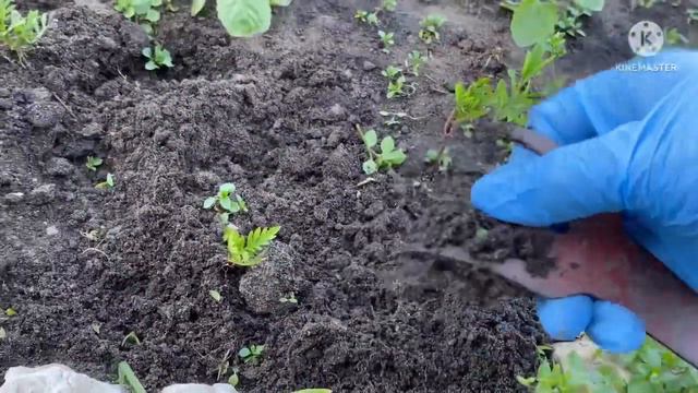 Влог Добралась я до мокрицы.17 июня 2022 г. смотреть онлайн