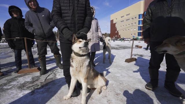 Западно сибирские лайки Республиканская выставка охотничьих лаек «Лайки Якутии смотреть онлайн