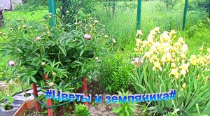 "Цветы"#Огород#Сад#Дача