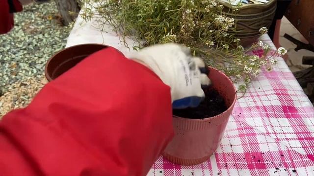 Сохраняю вегетативный алиссум для зимовки двумя способами смотреть онлайн