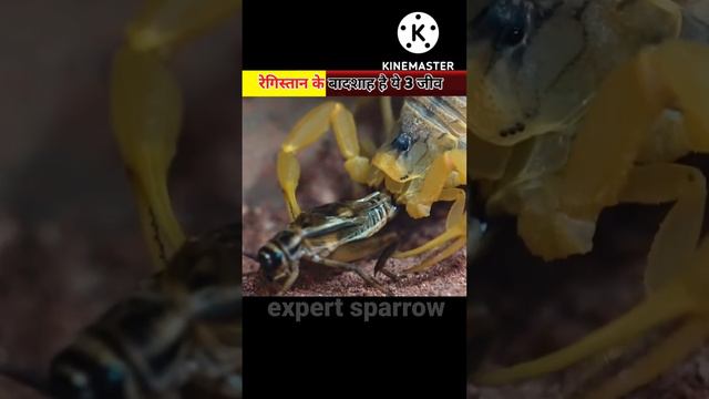 रेगिस्तान के बादशाह हैं ये 3 जानवर। king of desert / by expert sparrow