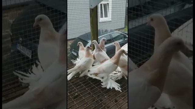 Голубятня готово, голуби вольере. Узбекские двухчубые голуби. Tauben. Pigeons