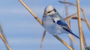 Голоса птиц: белая лазоревка, или князек