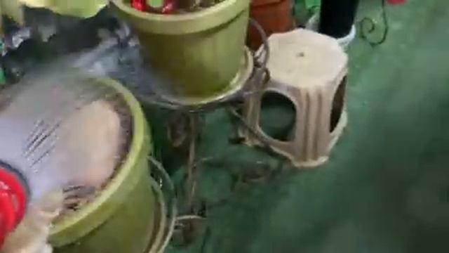 Звуки ночи в " Домике для цитрусов" смотреть онлайн