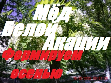 Мед белой акации.Основа закладывается осенью.Результаты начинающего пчеловода. смотреть онлайн