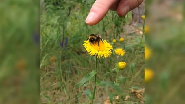 Борзый шмель смотреть онлайн