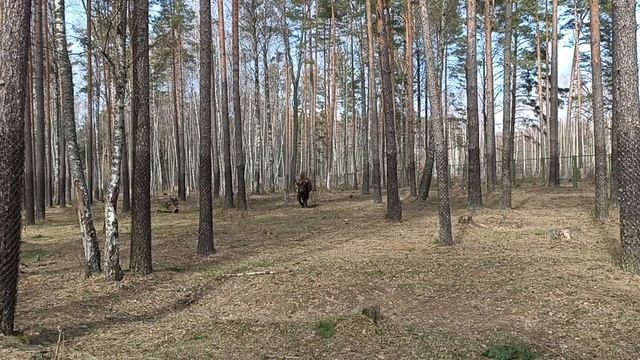 Беларускi зубр. Belarusian Bison.