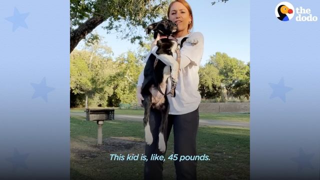 Woman Rescues 3 Dogs Just In Time | The Dodo смотреть онлайн