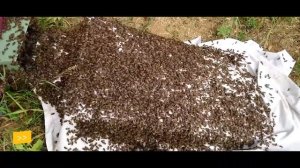 Выпуск № 8: искусственное роение