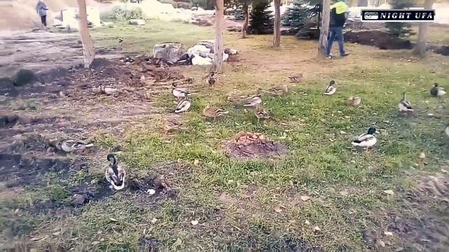 Нашествие Уток в парке Первомайский Уфа. смотреть онлайн