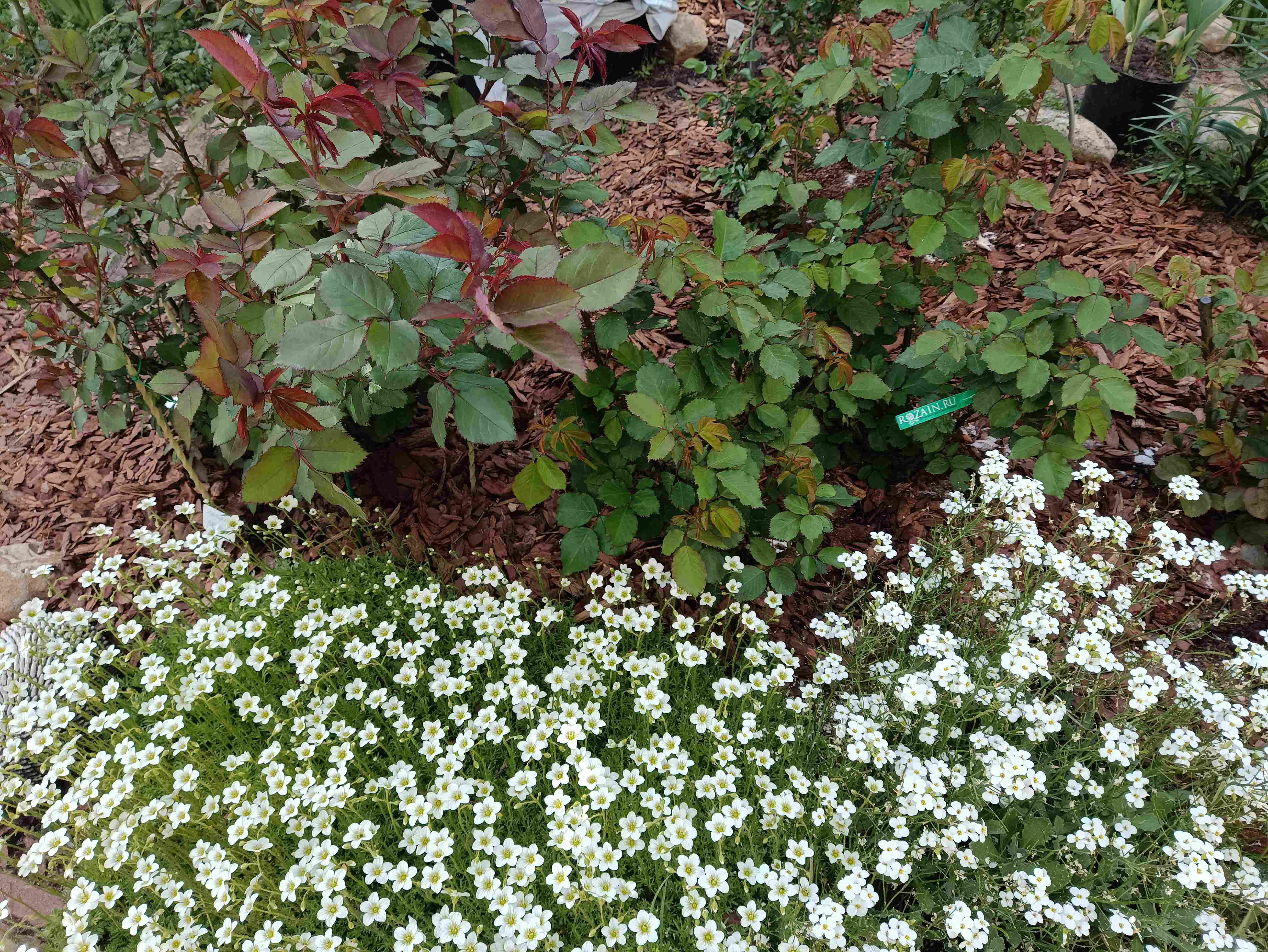 РОЗЫ ОСЕННЕЙ ПОСАДКИ. ОТВЕТЫ НА ВОПРОСЫ. НАЧИНАЮЩИМ смотреть онлайн