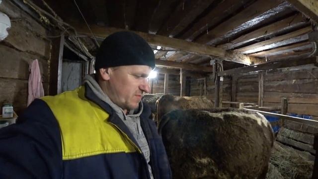 Деревенские будни / Переделал СТОЙЛА / Отелилась Милка смотреть онлайн