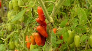 Томат Сладкий Касади (Sweet Casady)