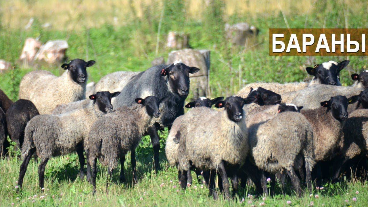 Содержание племенных баранов и баранов на мясо. Ферма Покров смотреть онлайн