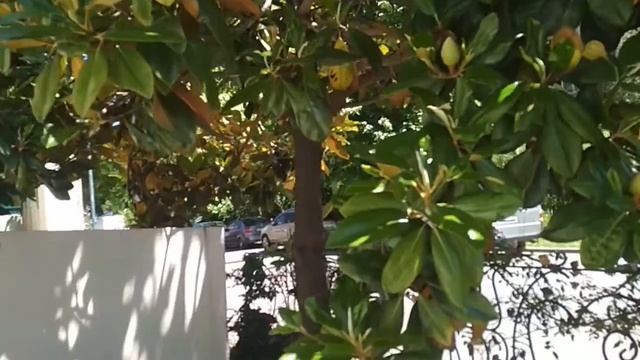 Нераскрывшийся цветок. смотреть онлайн